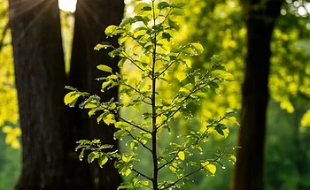 Философия кайдзен для личной эффективности